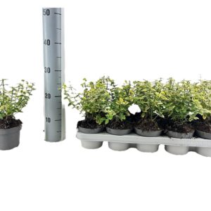 Euonymus fortunei Emerald n Gold Euonymus fort. ´Emerald n gold´ P12
(10 Plants/Order)(12cmP 25cmH)