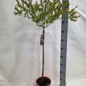 Salix integra Hakuro Nishiki salix nishiki 60 pink Pot
(1 Plants/Order)(19cmP 110cmH)