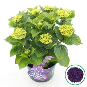 Hydrangea Music Collection Deep Pur Hydrangea macr. Music Collection® 'Deep Purple Dance'® C5 (23cm.) Kn.
(1 Plants/Order)(23cmP 45cmH)