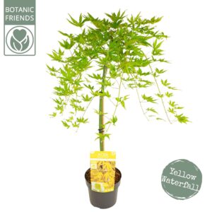 Acer palmatum Acer palm. 'Cascade Citrine'
(1 Plants/Order)(19cmP 80cmH)