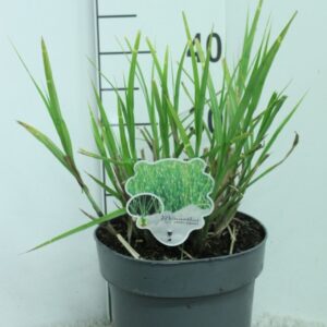 Miscanthus sinensis Zebrinus Miscanthus sin. 'Zebrinus' P23
(1 Plants/Order)(23cmP 40cmH)