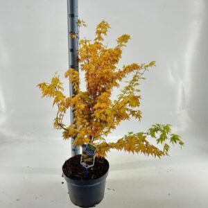 Acer palmatum Orange Dream Acer pal. 'Orange Dream'
(1 Plants/Order)(29cmP 80cmH)