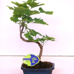 Ginkgo Ginkgo biloba shape with drip tray
(8 Plants/Order)(15cmP 35cmH)
