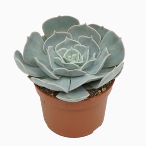Echeveria Pollux Echeveria pollux 10,5 cm
(10 Plants/Order)(10.5cmP 14cmH)