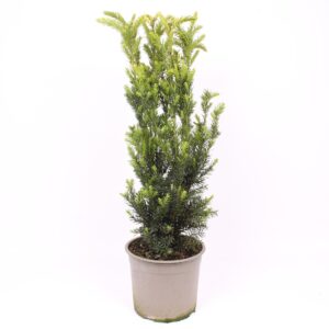 Taxus media Hillii
(1 Plants/Order)(23cmP 75cmH)