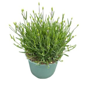 Lavandula angustifolia Hidcote Lavandula Angustifolia 'Hidcote'
(1 Plants/Order)(17cmP 30cmH)