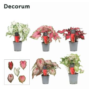 Caladium Caladium mixed (Decorum)
(10 Plants/Order)(12cmP 25cmH)