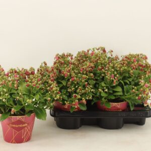 Kalanchoe Dream Bells Kalanchoe Dream Bells with potcover
(4 Plants/Order)(14cmP 25cmH)