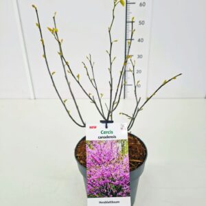 Cercis canadensis Cercis canadensis 30-40C4
(1 Plants/Order)(21cmP 50cmH)