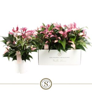 Anthurium Zizou Mille Fleurs Zizou 14cm
(6 Plants/Order)(14cmP 45cmH)