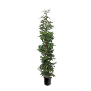 Cupressocyparis Cupressocyparis leylandii (zonder etiket)
(1 Plants/Order)(32cmP 240cmH)