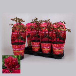 Paeonia Paeonia 14CM C2 red Longlife
(8 Plants/Order)(14cmP 25cmH)