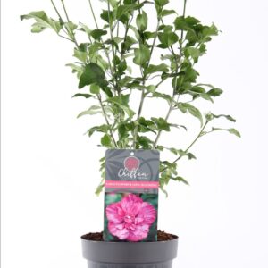 Hibiscus syriacus Hibiscus syr. Magenta Chiffon® P19/C3
(1 Plants/Order)(19cmP 55cmH)