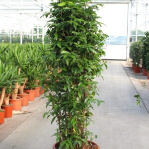Dracaena surculosa Dracaena Surculosa
(1 Plants/Order)(50cmP 200cmH)