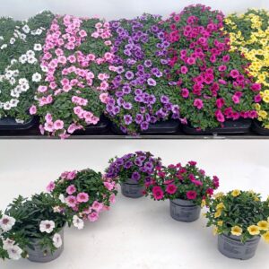 Petunia Calibrachoa Calibrachoa gem mixlaag kleur/tray
(8 Plants/Order)(12cmP 20cmH)