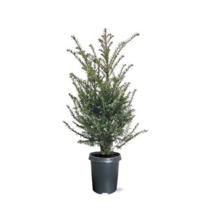 Taxus baccata Taxus baccata (zonder etiket)
(1 Plants/Order)(21cmP 75cmH)