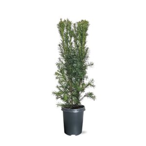 Taxus media Hicksii Taxus media 'Hicksii' (zonder etiket)
(1 Plants/Order)(21cmP 65cmH)