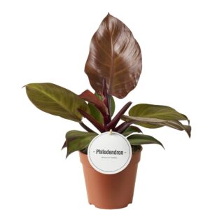 Philodendron Philodendron McColley's Finale
(8 Plants/Order)(12cmP 25cmH)