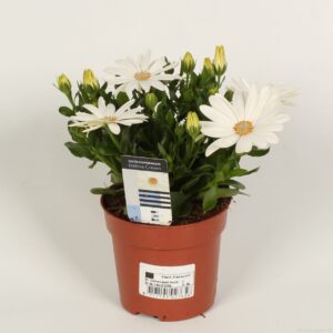 Osteospermum Sunny Pingo Osteospermum cream
(15 Plants/Order)(10.5cmP 22cmH)