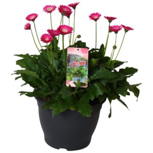 Gerbera Garvinea Gerbera Garvinea 32cm 7bl purple
(1 Plants/Order)(32cmP 45cmH)