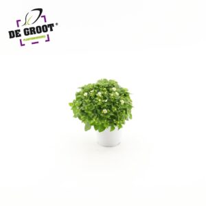 Exacum White Star Exacum affine "White Star"
(8 Plants/Order)(12cmP 20cmH)