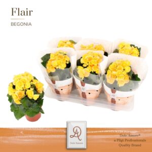 Begonia Nadine Begonia Nadine P14 Dolc'Amore® Flair
(6 Plants/Order)(14cmP 31cmH)