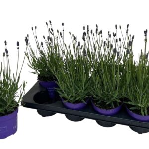Lavandula angustifolia Essence Pur Lavendel Essence Purple P12
(8 Plants/Order)(12cmP 33cmH)