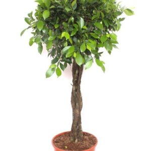 Ficus Ficus Nitida
(1 Plants/Order)(30cmP 130cmH)
