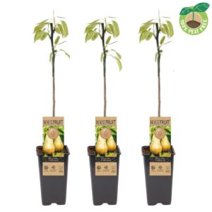 Pyrus Conference Pyrus communis 'Conference', P15
(10 Plants/Order)(15cmP 50cmH)