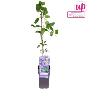 Clematis Multi Blue Clematis Multi Blue P15
(10 Plants/Order)(15cmP 65cmH)