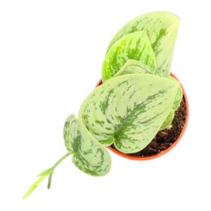 Scindapsus Scindapsus Nangga Seni
(2 Plants/Order)(7cmP 15cmH)