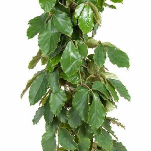 Tetrastigma voinieri Tetrastigma Voinierianum Zuil P27 (NO GAP)
(1 Plants/Order)(27cmP 150cmH)