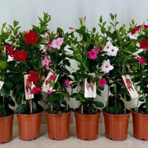 Mandevilla Rio p19 Mandevilla Summerville mix piramide
(1 Plants/Order)(19cmP 70cmH)