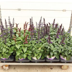 Salvia Salgoon mixed Salvia Salgoon MIXLAAG
(3 Plants/Order)(19cmP 60cmH)