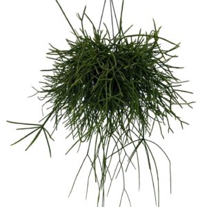 Rhipsalis pulchra Rhipsalis pulchra 15cm
(7 Plants/Order)(15cmP 40cmH)