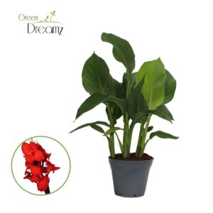 Canna Kreta Canna Kreta Zonder Flower p 17
(6 Plants/Order)(17cmP 50cmH)