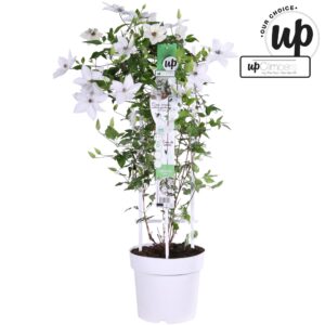 Clematis Tsukiko Garland Clematis Tsukiko P23
(1 Plants/Order)(23cmP 75cmH)