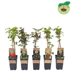 fruit trees and -heesters ov fruit mix laag standaard, P15
(10 Plants/Order)(15cmP 50cmH)