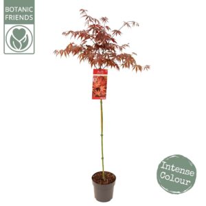 Acer palmatum Acer palm. 'Livy'
(1 Plants/Order)(24cmP 150cmH)