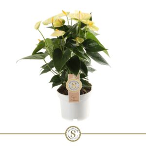 Anthurium Vanilla Yellow Champion 12cm
(6 Plants/Order)(12cmP 40cmH)