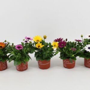 Osteospermum Sunny Osteospermum mixlaag
(12 Plants/Order)(10cmP 25cmH)