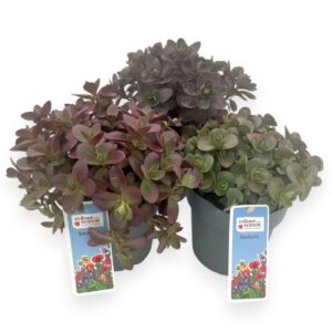 Sedum other Sedum Sunsparkler mixlaag p15
(6 Plants/Order)(15cmP 30cmH)