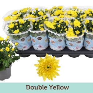 Chrysanthemum Mount Carmel Chrysanthemum Double Yellow
(10 Plants/Order)(12cmP 25cmH)