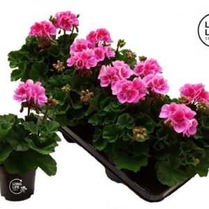 Pelargonium LongLife Zonale Bicolour purple
(8 Plants/Order)(10.5cmP 25cmH)
