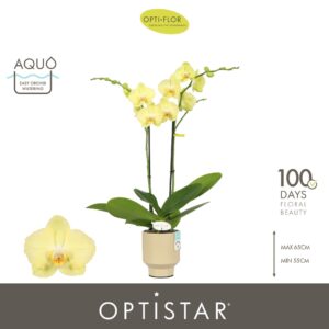 Phalaenopsis Ferrara Optistar Ferrara 2 spike in Emilia Sand Aquo
(6 Plants/Order)(12cmP 60cmH)