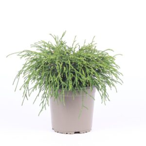 Chamaecyparis Filifera after Chamaecyparis pisifera 'Filifera Nana'
(6 Plants/Order)(15cmP 20cmH)