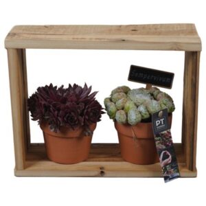 Arrangementen Sempervivum PTS7400 Arrangement Sempervivum in terracotta Pot in houten frame
(5 Plants/Order)(28cmP 22cmH)