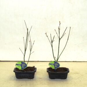 Acer palmatum Orange Dream Acer palmatum "orange dream"
(10 Plants/Order)(16cmP 30cmH)