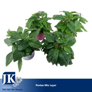 Pentas lanceolata Pentas mix laag
(12 Plants/Order)(12cmP 20cmH)
