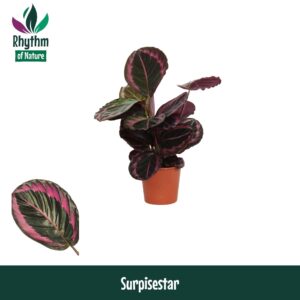 Calathea Surprisestar Calathea 14cm Surprisestar - Rhythm of Nature
(8 Plants/Order)(14cmP 45cmH)
